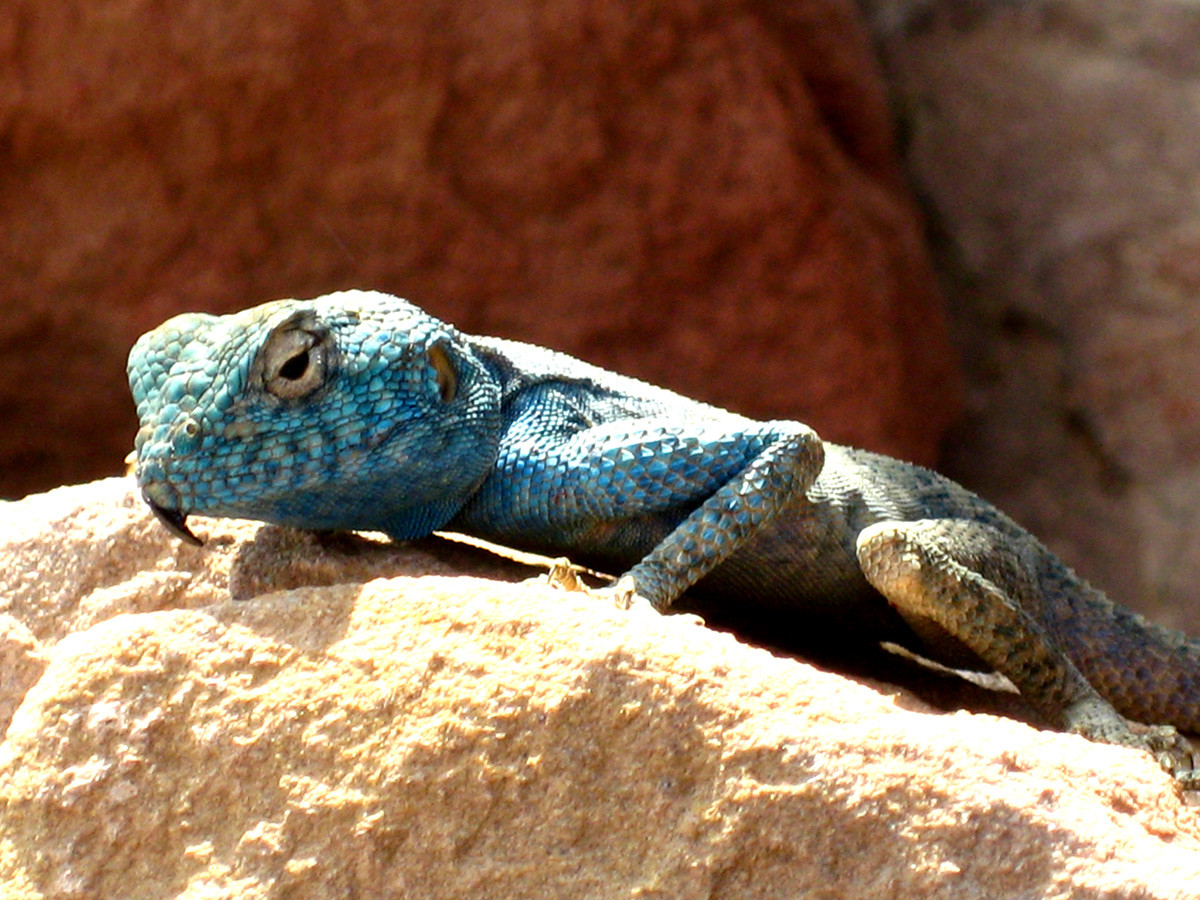 Un lagarto sobre las piedras milenarias de Petra