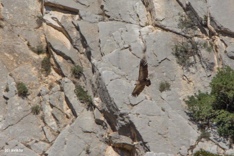 Un buitre sobrevolando el Caminito del Rey en Málaga [(c)Foto: @avistu]