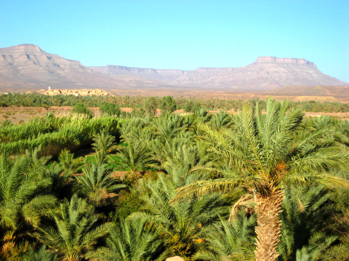 El palmeral de Marrakech
