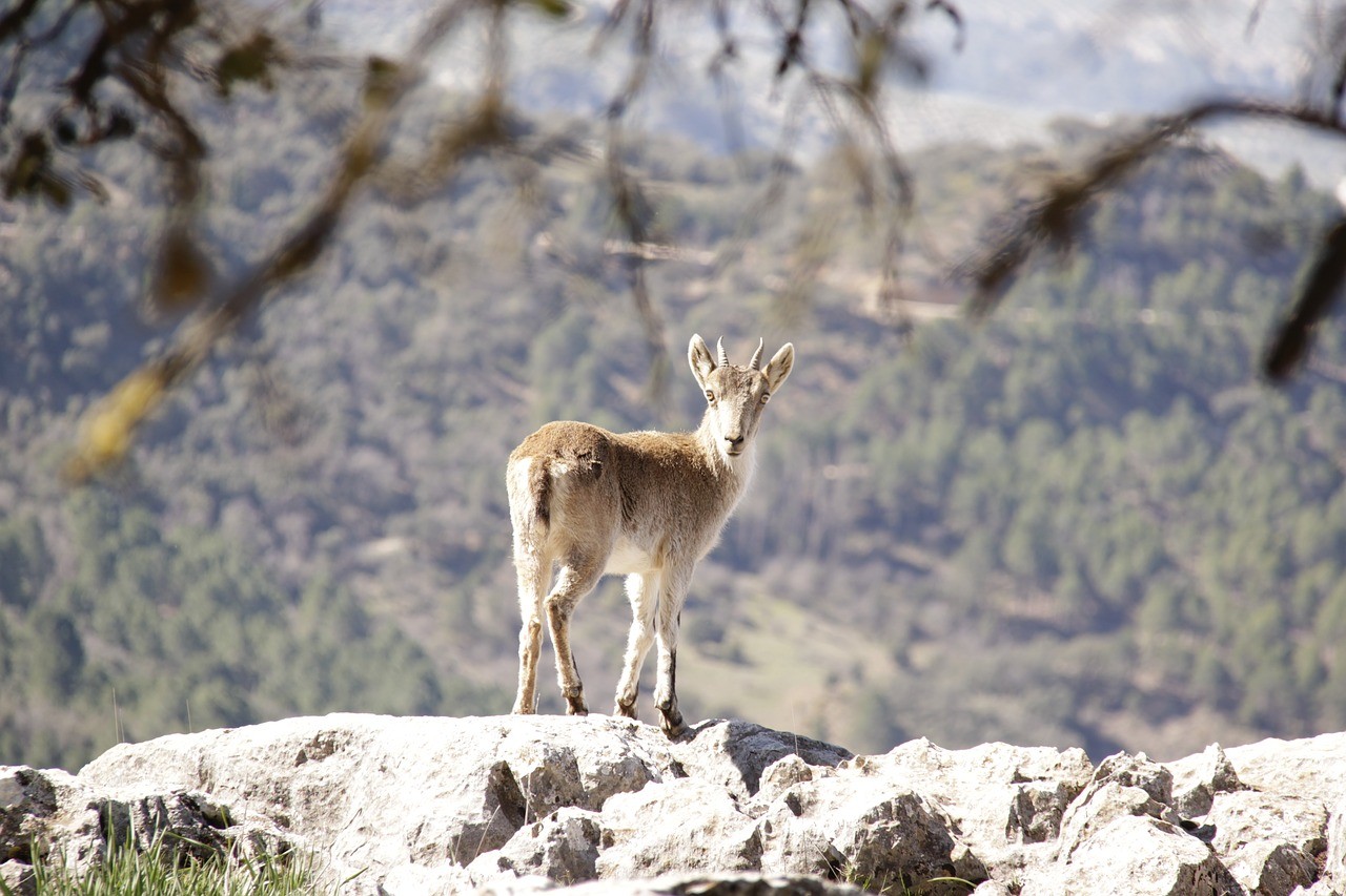 Fauna en sierra de Cazorla