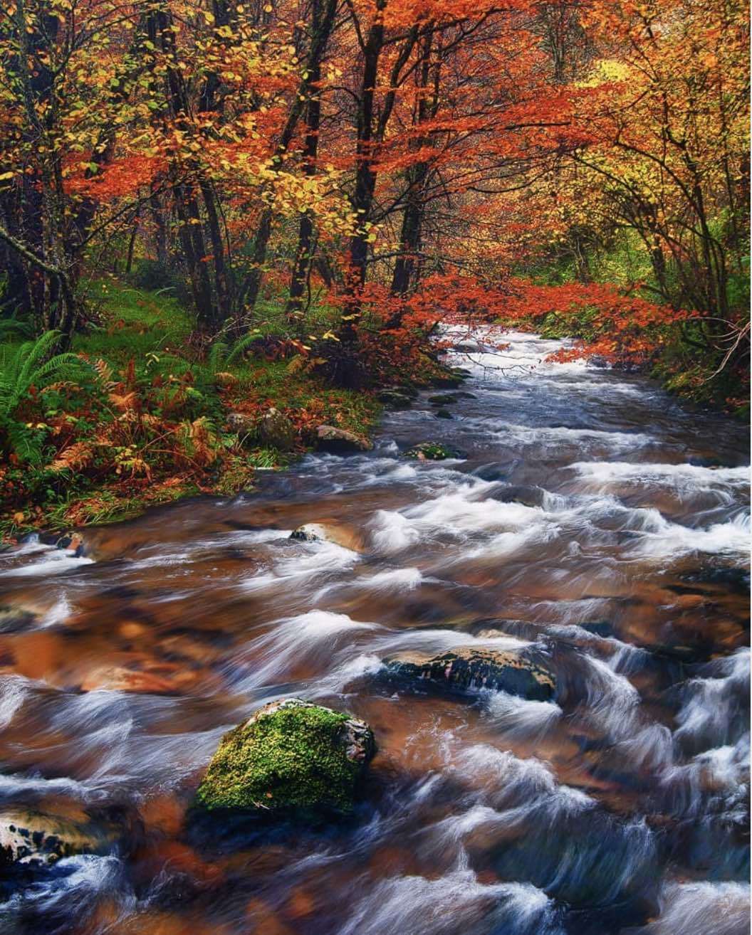 Bosque de Muniellos