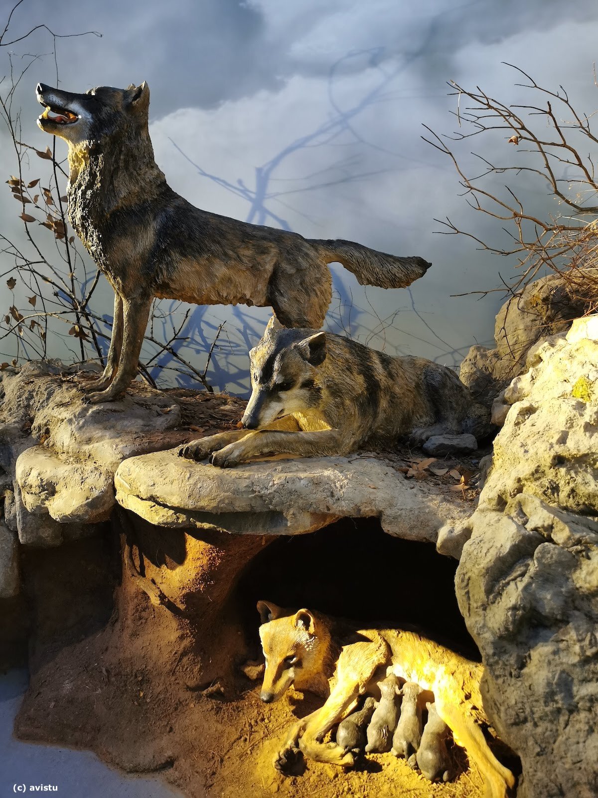 Cachorros de lobo en una escena en la Casa del Lobo Belmonte Asturias