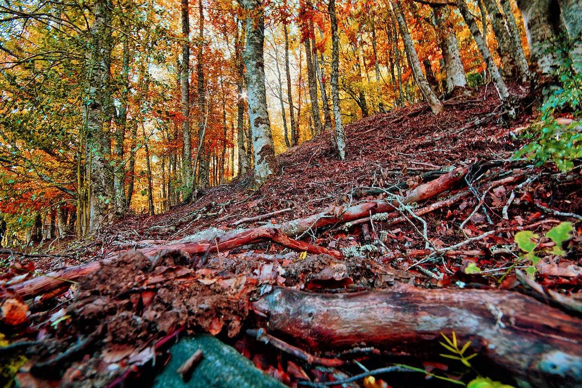 Hayedo de Montejo de la Sierra en Otoño