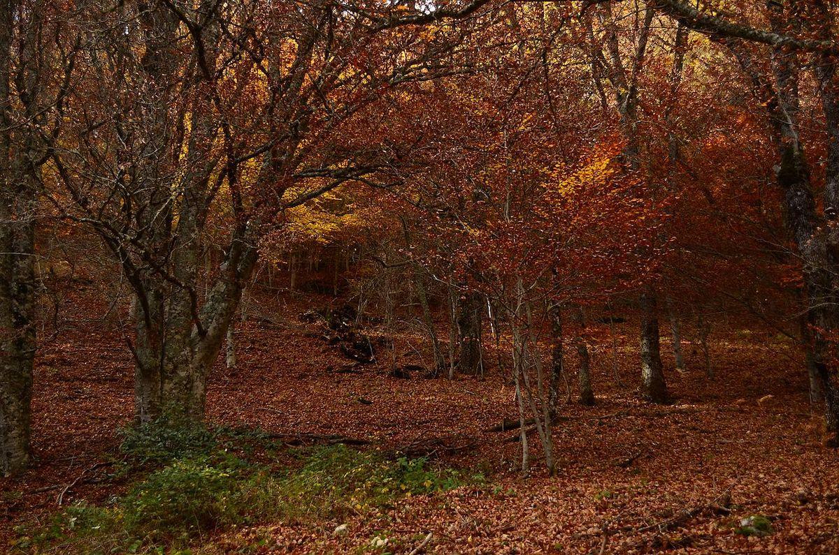 Otoño en Hayedo de Montejo de la Sierra