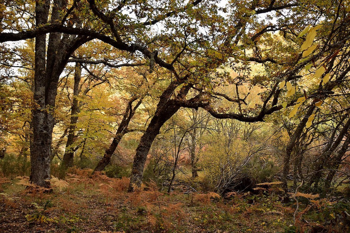 Otoño en el Hayedo de Montejo, Madrid