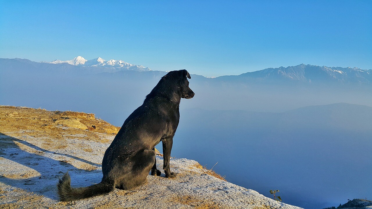 mejores lugares de Europa para viajar con perro