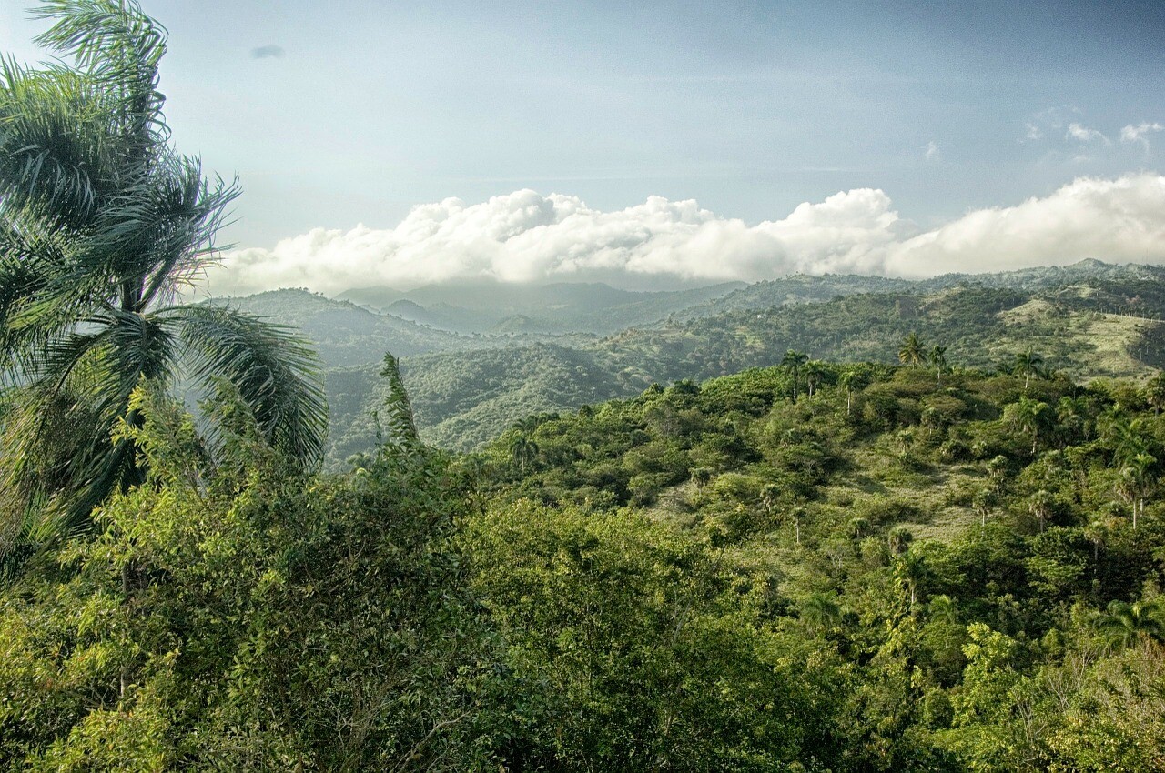 selva república dominicana