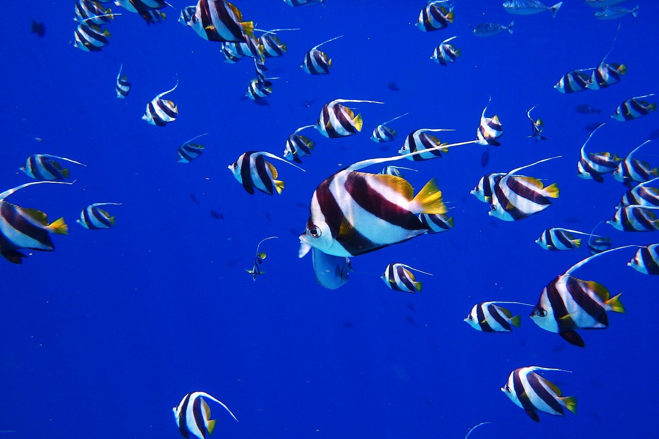 esnorquel Caribe