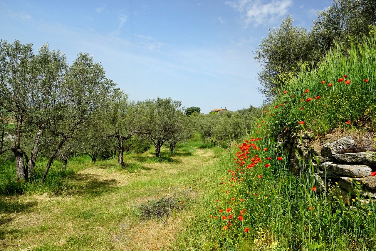 olivos sevilla