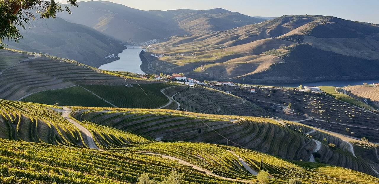 viñedos de la región del duero portugal
