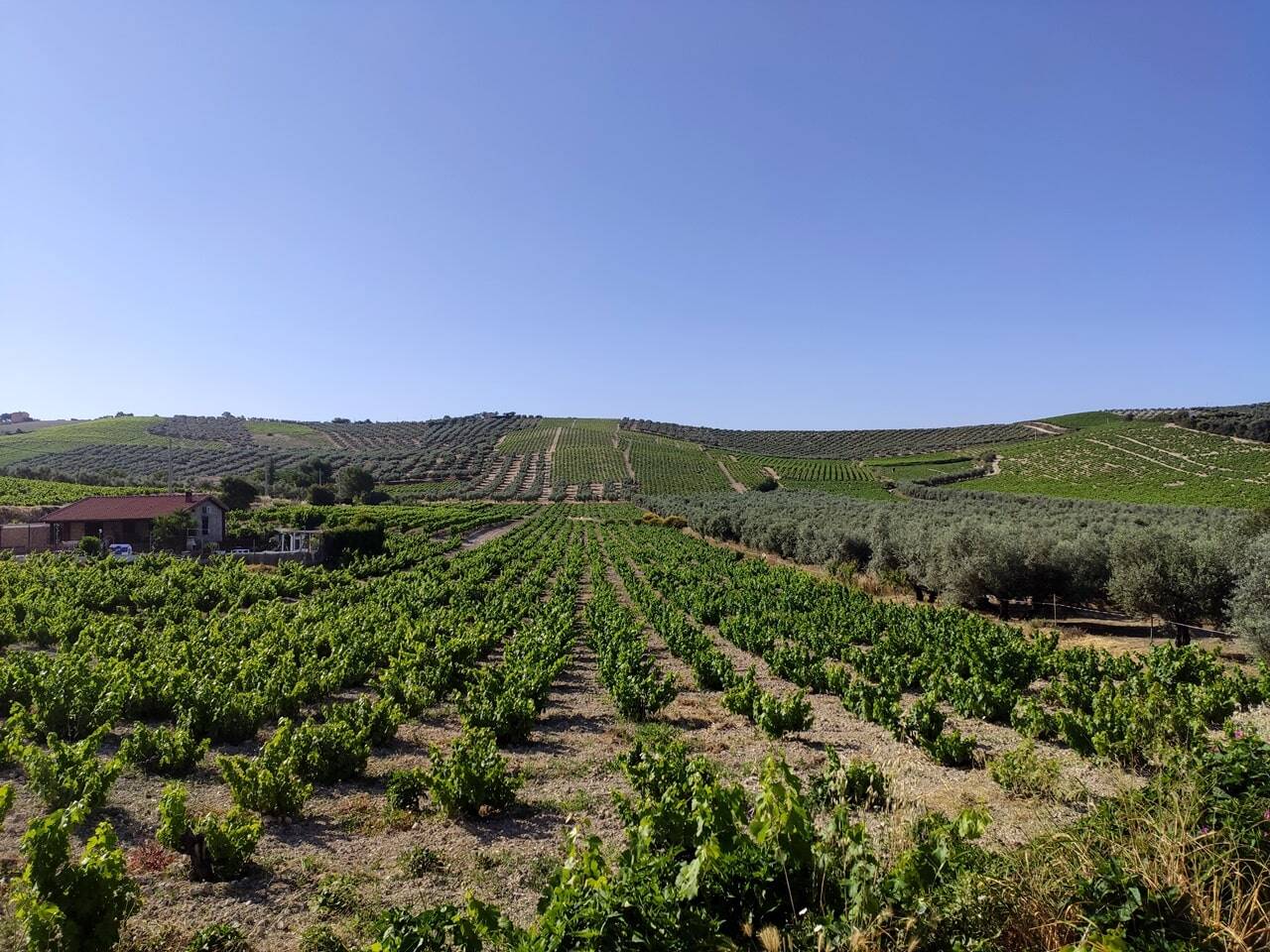 viñedos montilla