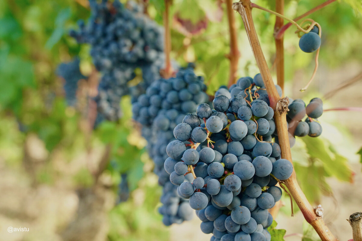 Racimos de uvas en La Rioja