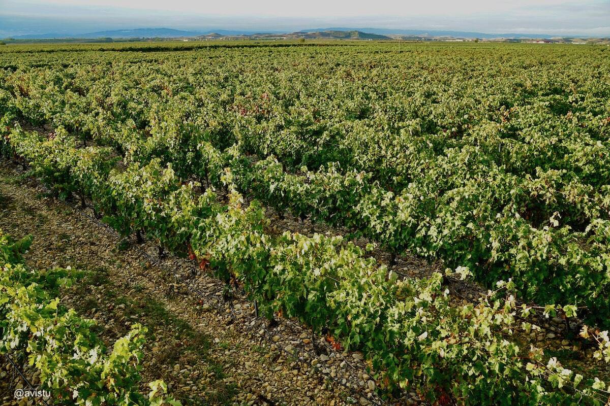 Viñedo en La Rioja