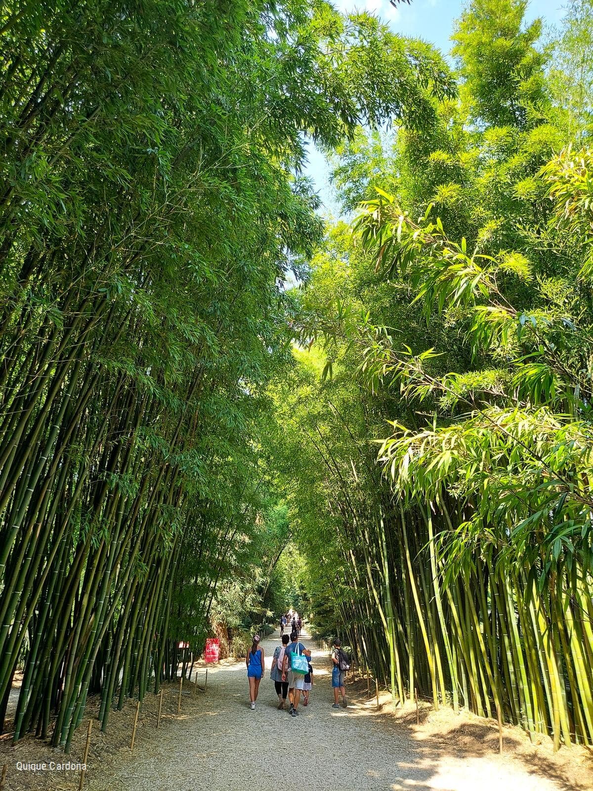 bosque bambu cevennes