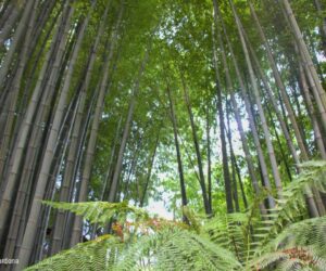 La Bambouseraie de Cévennes: visita al bosque de bambú más grande de Europa