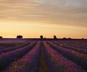 Campos de lavanda, Brihuega, Guadalajara [Foto: Josefina di Battista/Unsplash