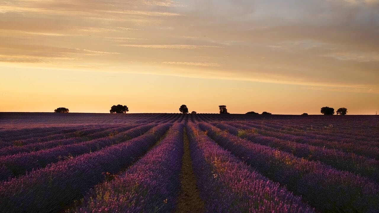 Campos de lavanda, Brihuega, Guadalajara [Foto: Josefina di Battista/Unsplash