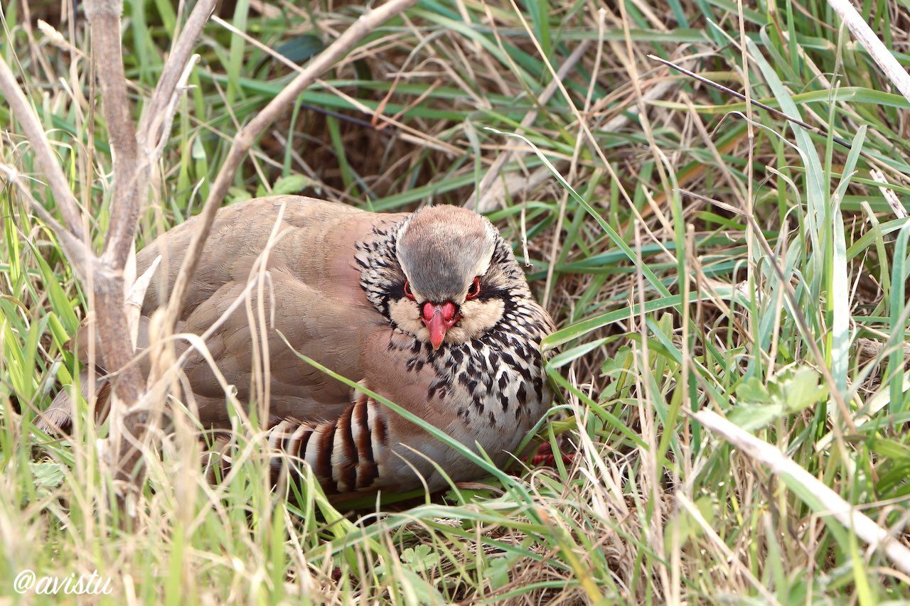 Perdiz roja (Alectoris rufa) en la Fortaleza de Isabel II o de La Mola en Menorca [(c) Foto: @avistu]