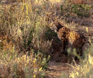 lince iberico entre maleza