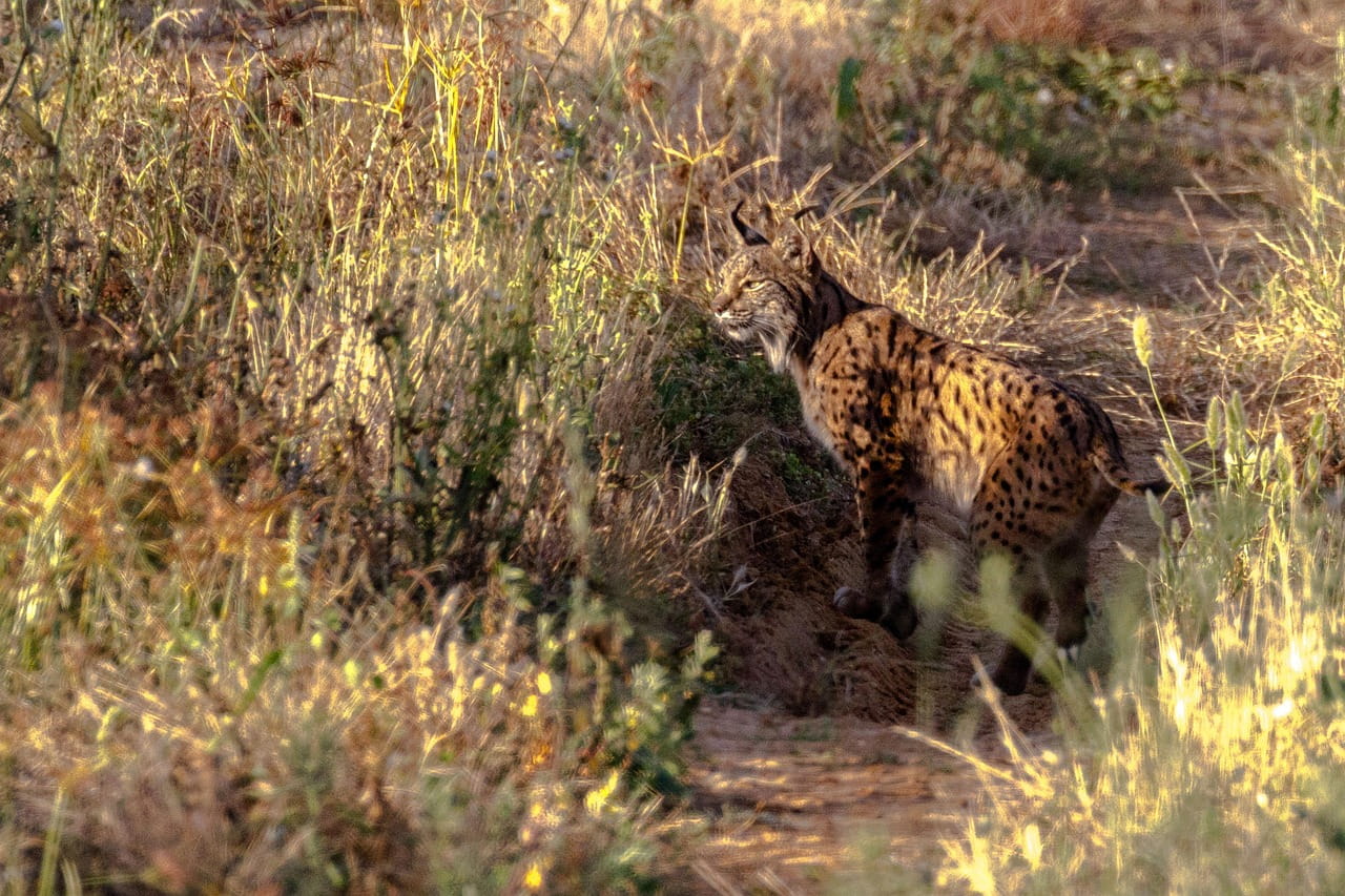 lince iberico entre maleza