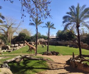 Bioparc Valencia sabana