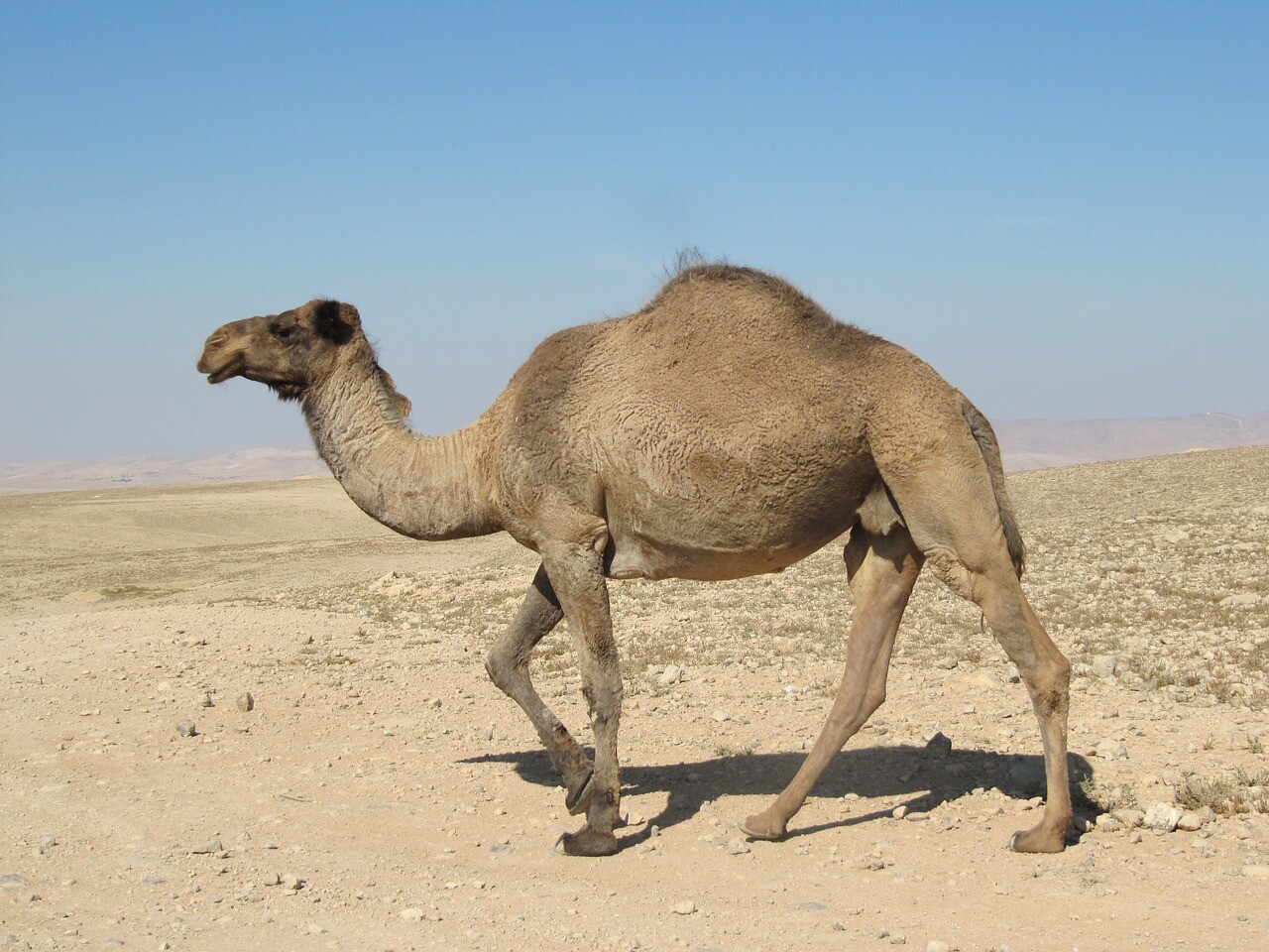 mejores free tours en Marrakech