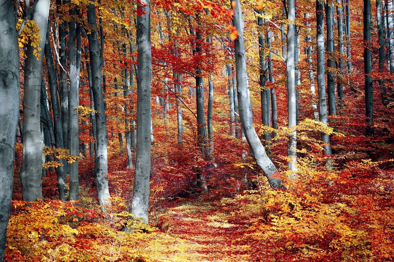 bosque otoño