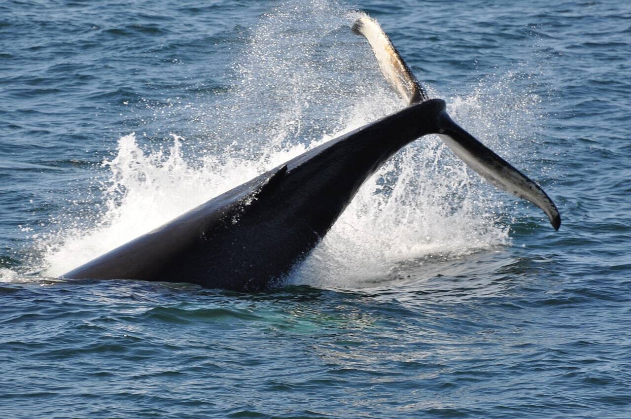 ballena reikiavik