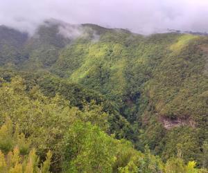 vistas bosques de laurisilva en La Palma