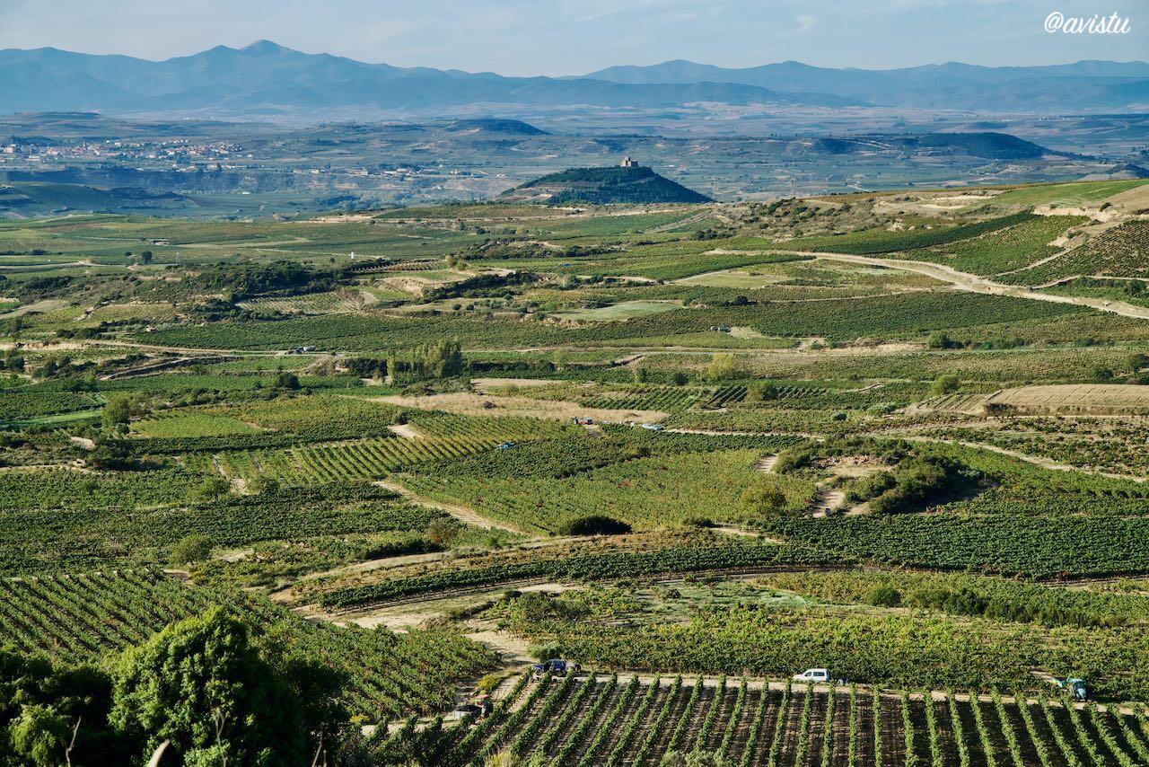 Campos de viñedos frente al Castillo de Davalillo, La Rioja [(c)Foto: @avistu]