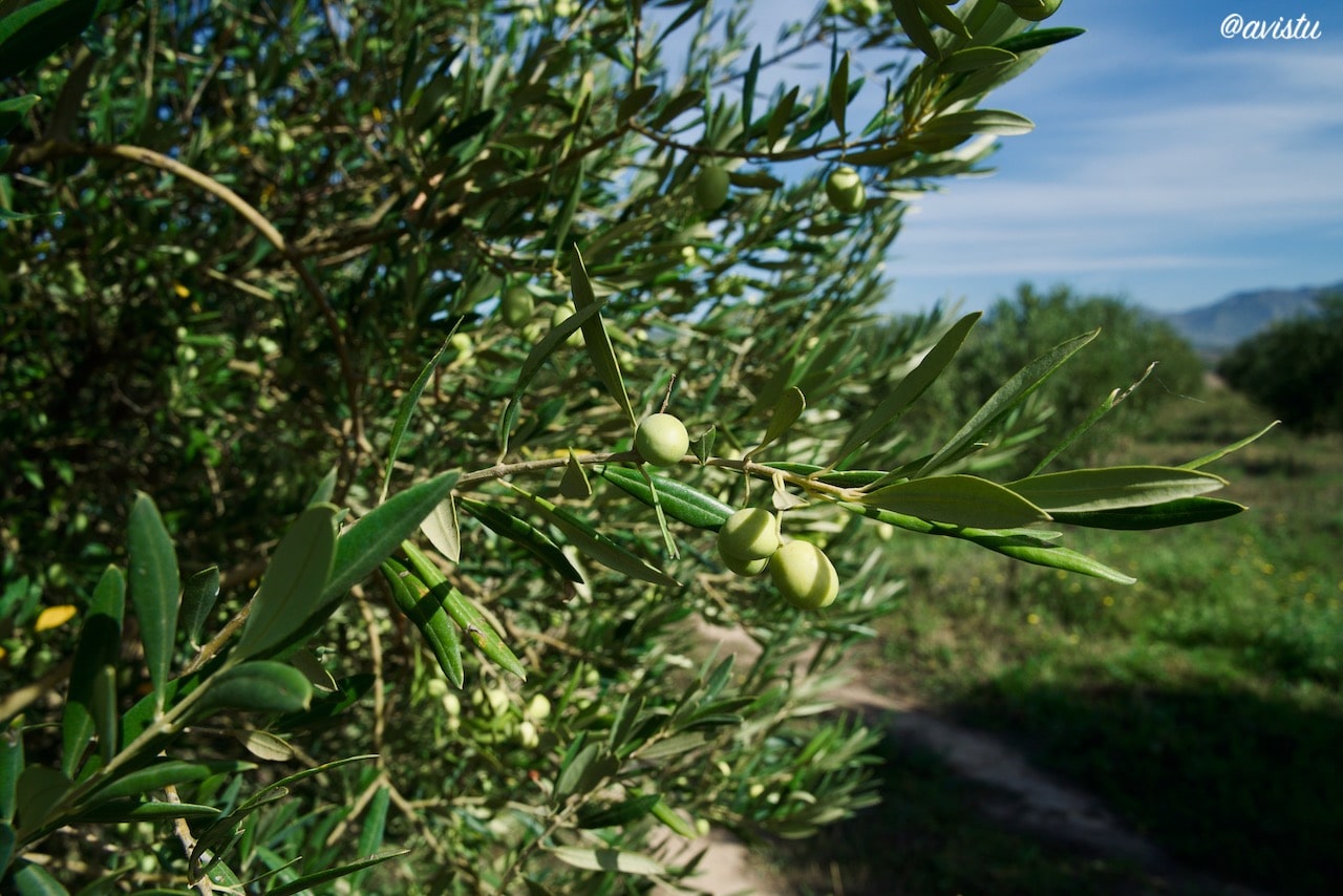 Aceitunas en los olivos de Finca Malzapato, La Rioja [(c)Foto: @avistu]