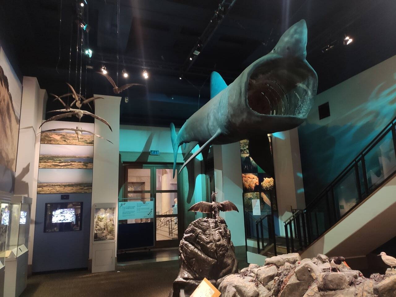 Museo Nacional de Cardiff tiburón disecado en el techo