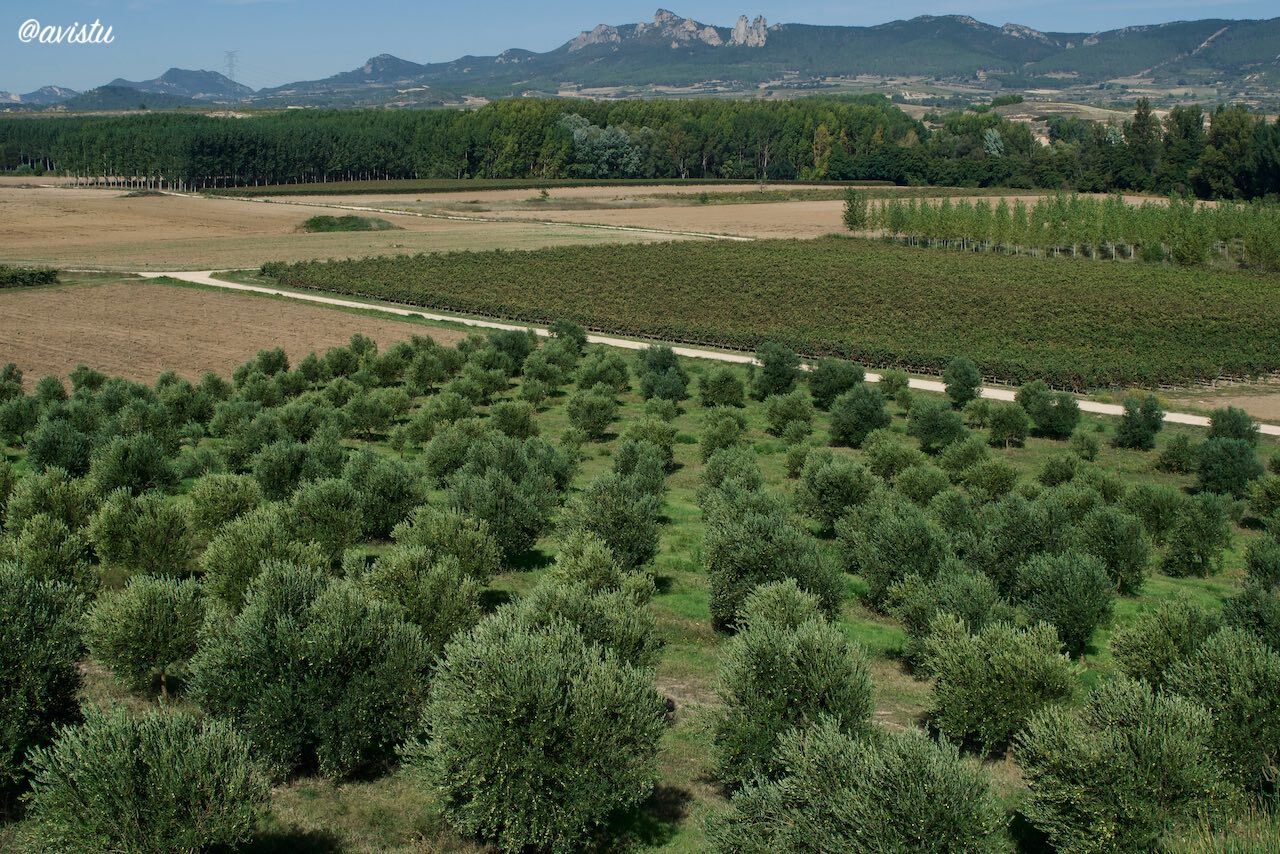 Olivares y viñas desde la Finca Malzapato, La Rioja [(c)Foto: @avistu]