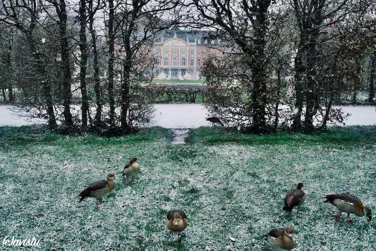 Patos en los jardines del Palacio Electoral de Tréveris (Trier), Alemania [(c)Foto: @avistu]