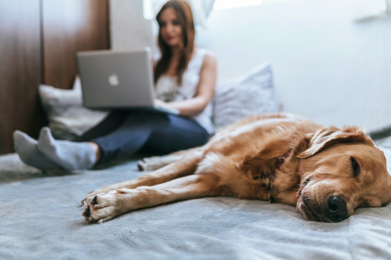 Tu mascota viajará cómodamente con Trasmed [Foto: Bruno Cervera/Unsplash]