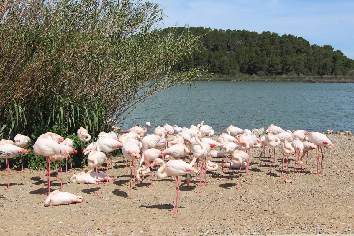 Flamencos Sigean