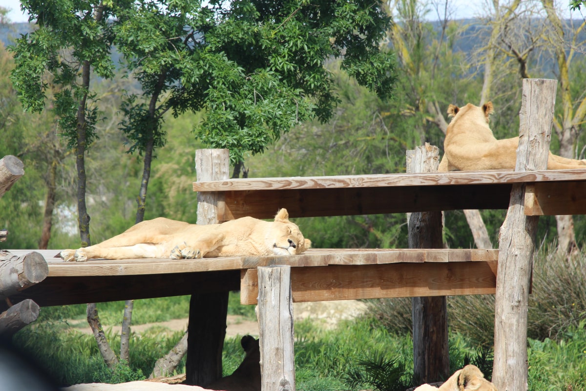 Así es la visita a la Reserva Africana de Sigean