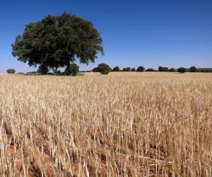 Ruta del Quijote en 3 o 4 días: itinerario en coche por La Mancha