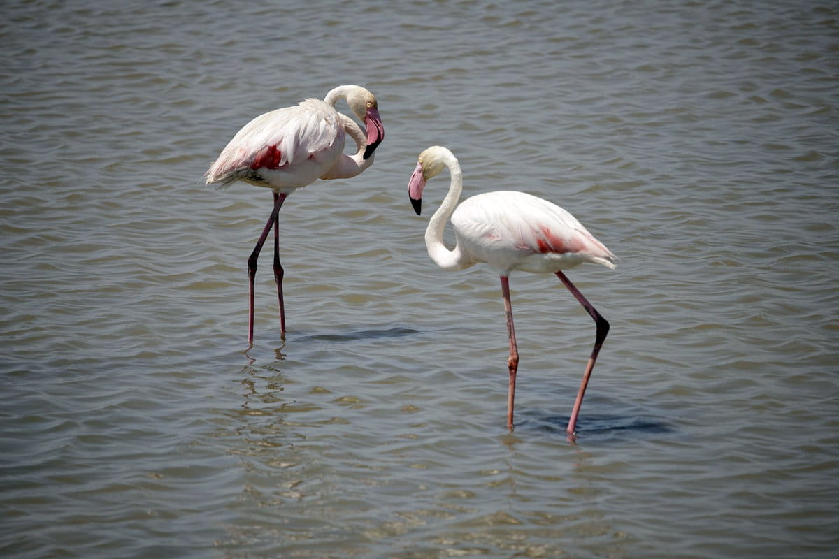 Flamencos en el Delta del Ebro
