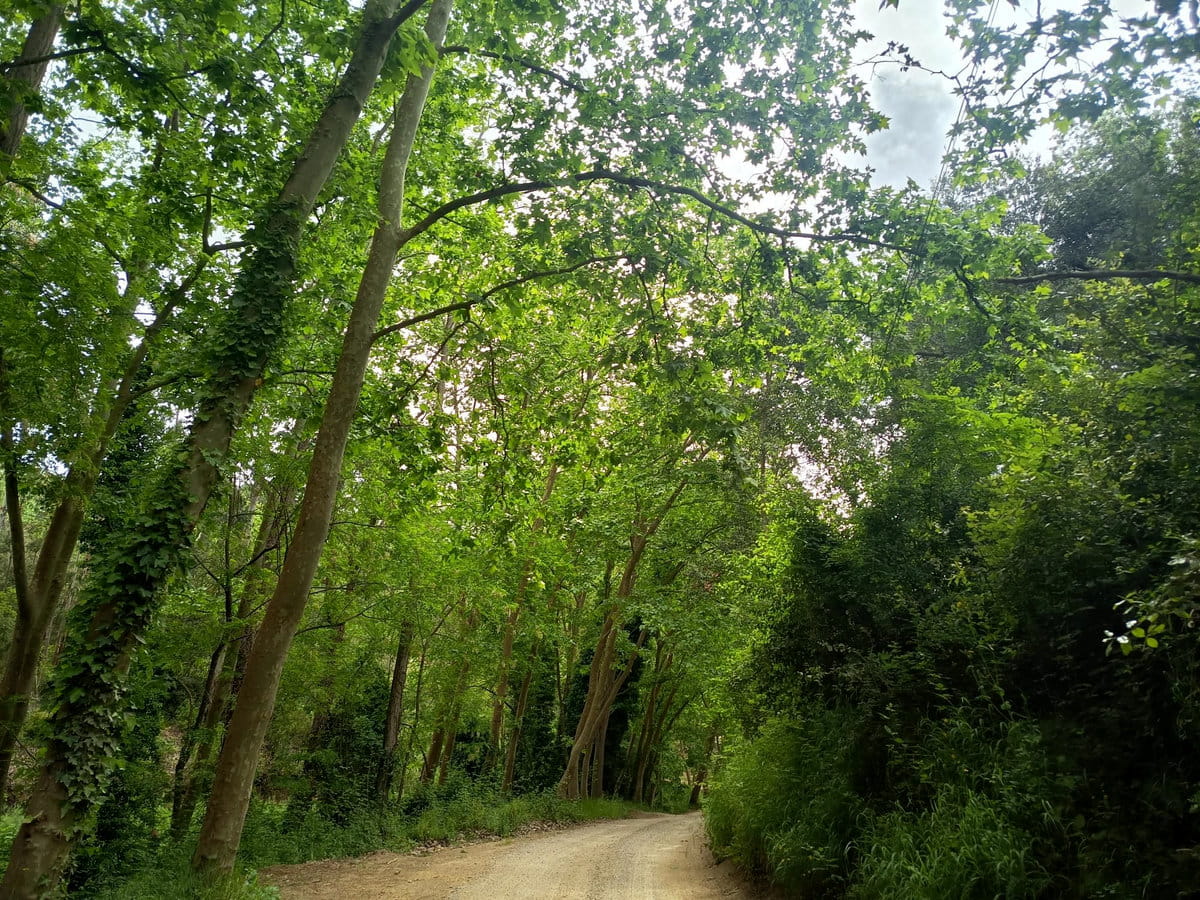 Camino de Pla de Forcs