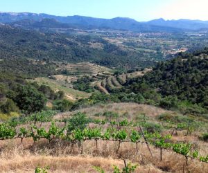Campos de viñedo en el Priorat