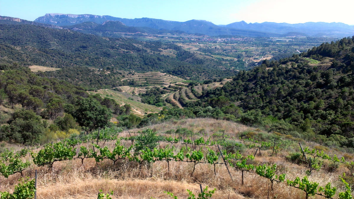 Campos de viñedo en el Priorat