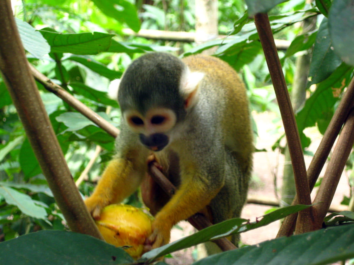 Mono enano en Tarapoto