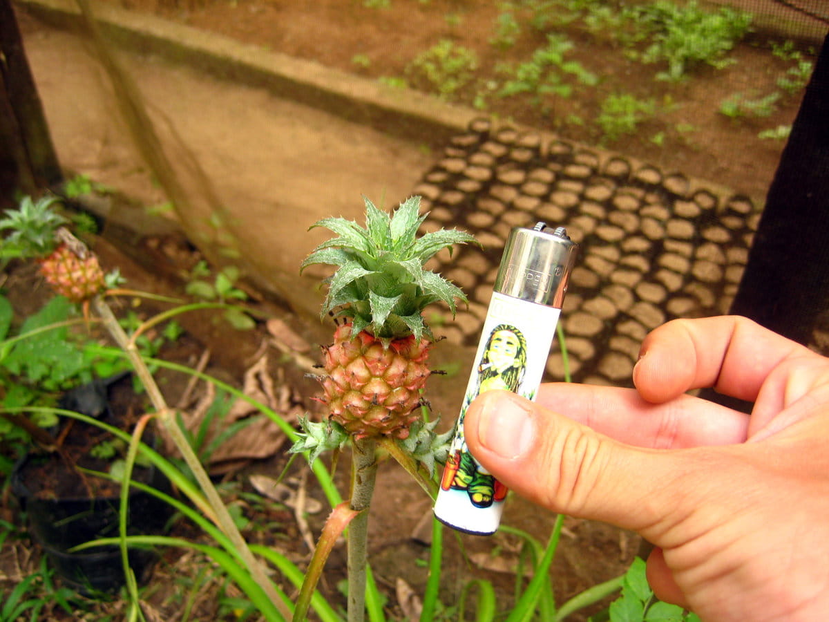 Piña enana en Tarapoto