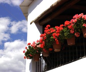 Geranios, Granada, Andalucia
