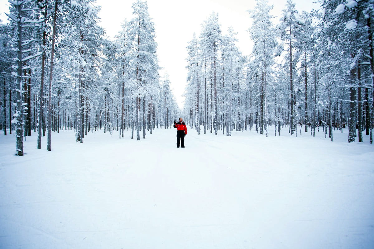 Bosques de blanco en la Laponia finlandesa 