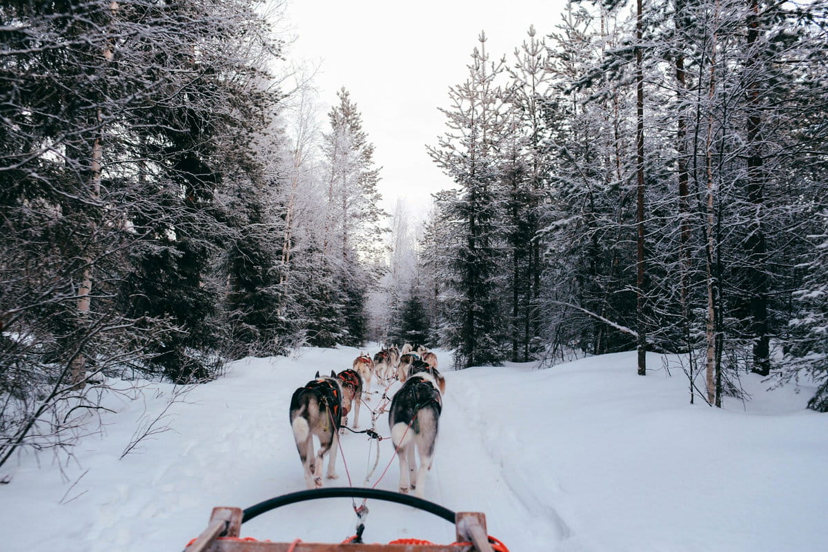 Trineo con perros en Laponia, Finlandia