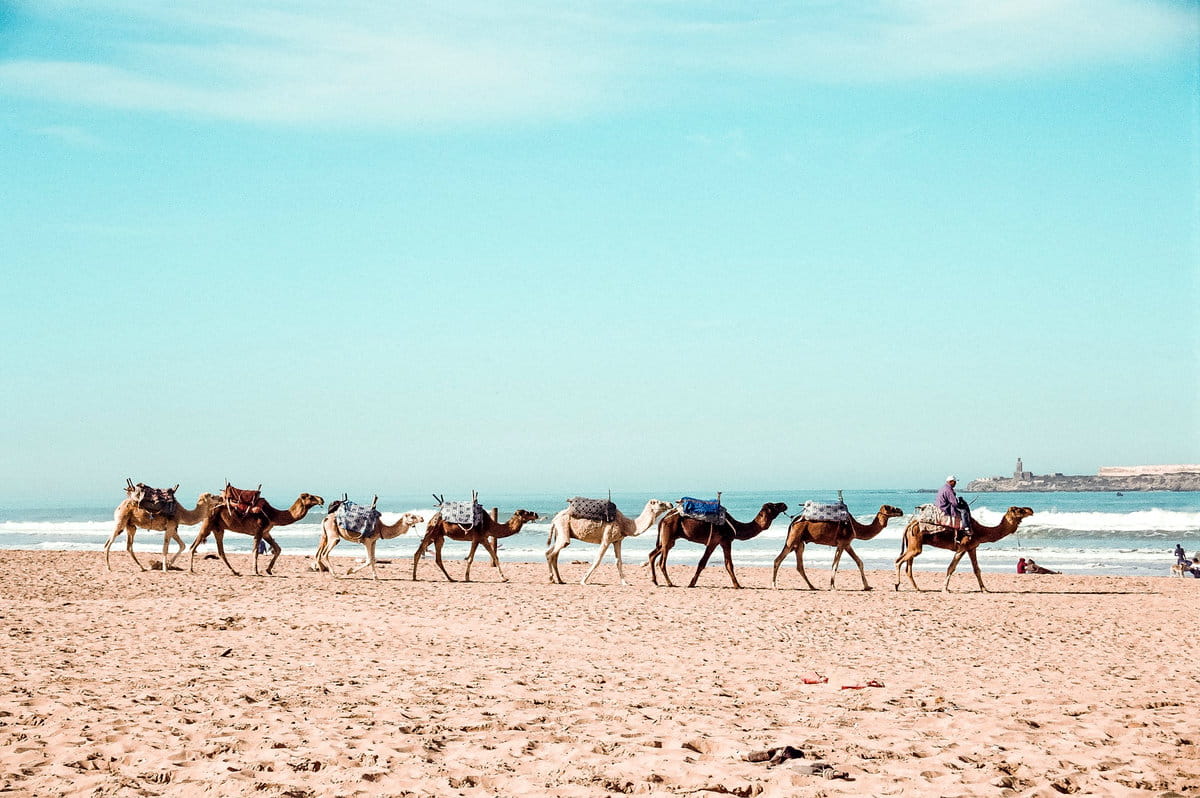 Camellos paseando por la playa de Essaouria