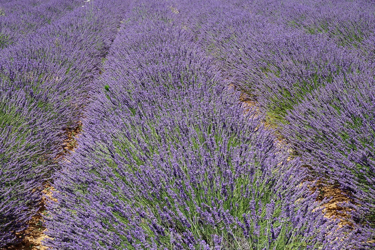 campo de lavanda