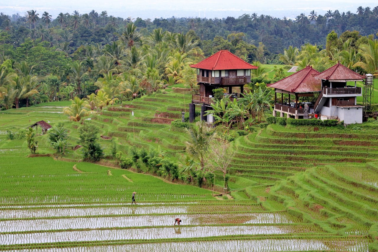 terrazas de arroz en bali